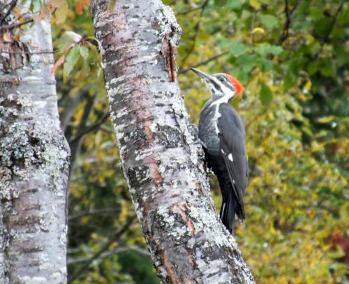 a woodpecker perched on the side of a tree at Domaine Montauban in Saint Fortunat