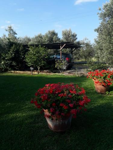 three pots of red flowers in a yard at Villetta 3 km dal mare in Castagneto Carducci