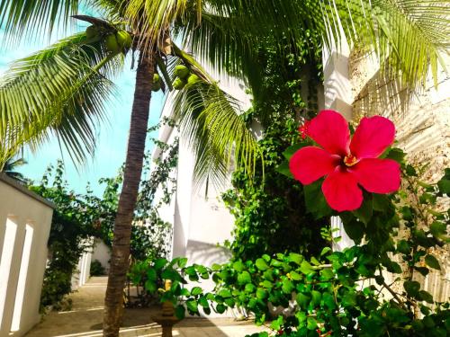 a red flower on the side of a palm tree at Hotel Rilux Tolu in Tolú
