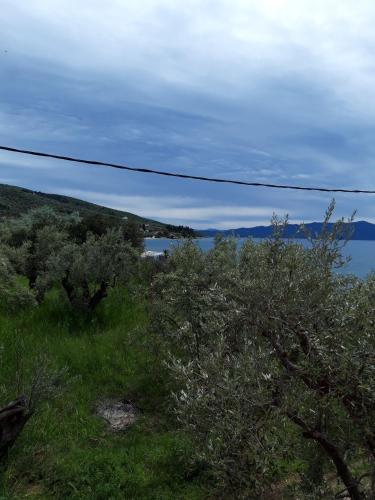 a view of the ocean from a hill with trees at Koutadelias rooms in Kálamos