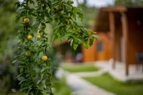 a branch of a tree with oranges on it at Friends Bungalows in Kŭrdzhali