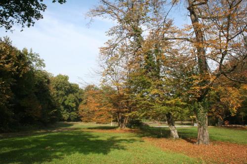 a tree in a park with leaves on the grass at Schloss Schönau in Schönau an der Triesting