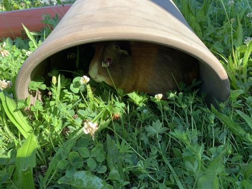 a bird is sitting in a bird house in the grass at Apartments Frechhof in Schladming