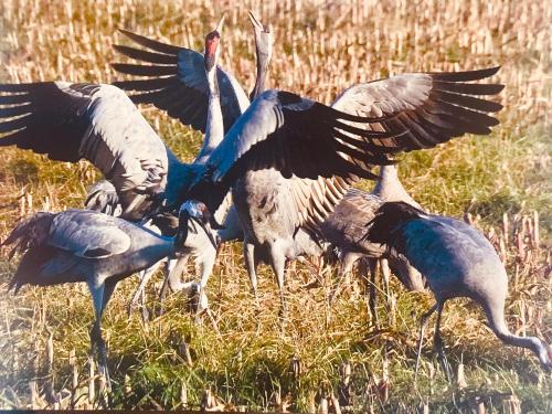 a group of birds standing in a field with their wings out at "Matrosenlogis" by Ferienhaus Strandgut in Born