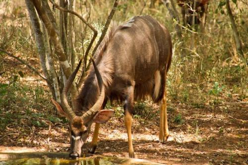 Tiere in der Pension oder in der Nähe