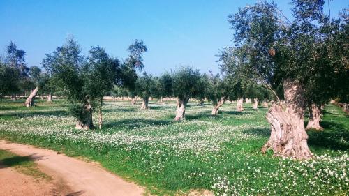 a field of white flowers and trees with a dirt road at Masseria Cataldo in Corigliano dʼOtranto