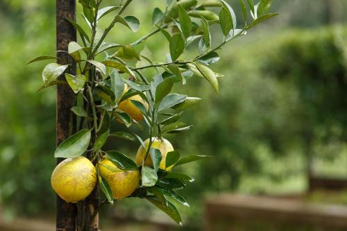 a tree with yellow fruit on a pole at The Sanihara Hotel & Resort in Vythiri