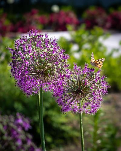 a butterfly sitting on top of a purple flower at Cicha Zdrój in Solec-Zdrój