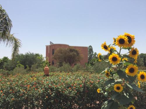 a field with flowers growing in the middle of it at Riad Hamdani in Casablanca