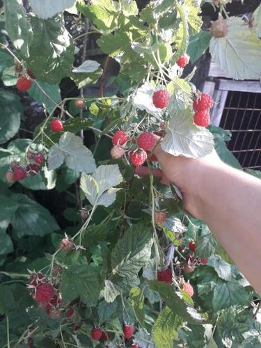 a persons hand reaching for berries on a raspberry plant at tomas kokhi in Akhaltsikhe