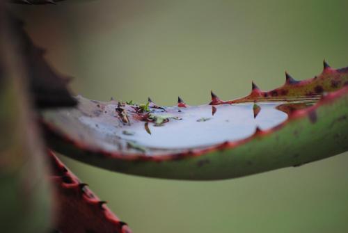 a close up of a leaf with sauce on it at A Stone's Throw Accommodation in Grahamstown