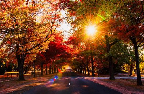 a tree lined road with the sun shining through it at Black Forest Motel in Macedon