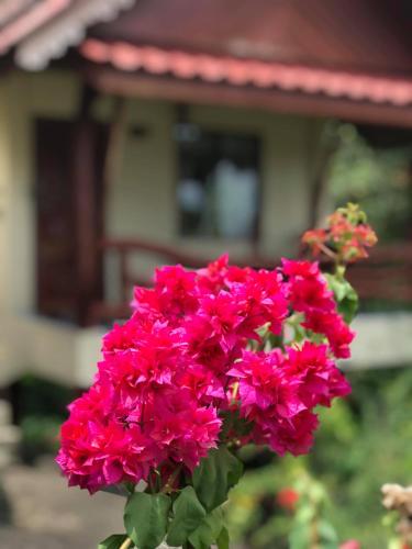 a bunch of pink flowers in front of a house at Tanouy Garden in Baan Khai