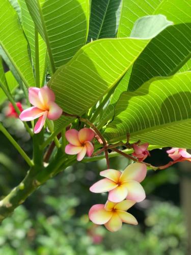 a group of pink and yellow flowers on a tree at Tanouy Garden in Baan Khai