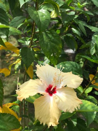 a white flower with a red center on a tree at Tanouy Garden in Baan Khai