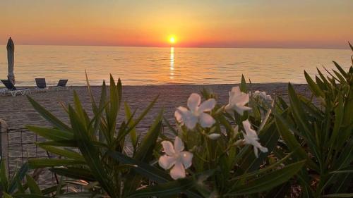 a sunset on the beach with flowers in the foreground at Villa Primaluce in Pizzo