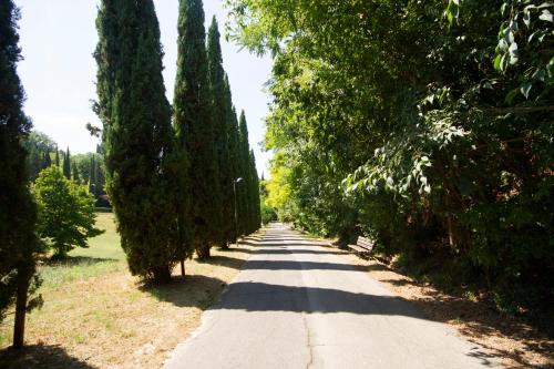a tree lined road with a row of trees at B&B Poggiobonizio in Poggibonsi
