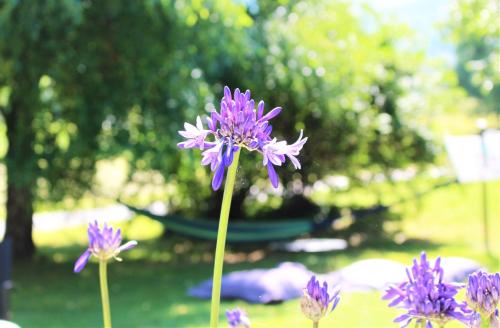 a group of purple flowers in a garden at Le Permayou in Accous