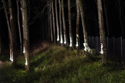 a row of trees in a forest at night at The Rubber Escape, Melaka in Melaka