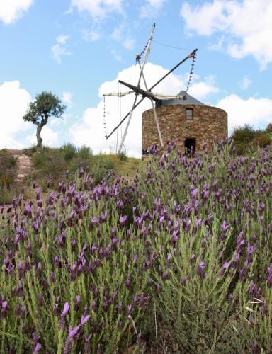 a field of purple flowers in front of a windmill at Moinho da Fadagosa in Mação