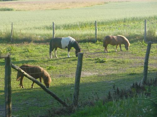 Pokoje gościnne pod jabłoniami