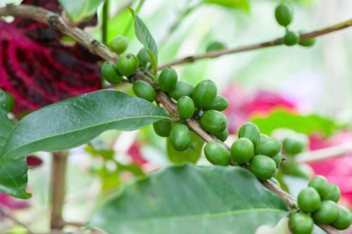 a bunch of green fruits on a tree at Rui Li Yinxiang Qu Homestay in Meishan