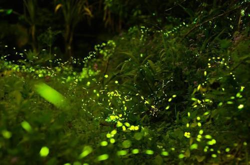 a green bush with yellow flowers in the grass at Star Coffee & Homestay in Nanzhuang