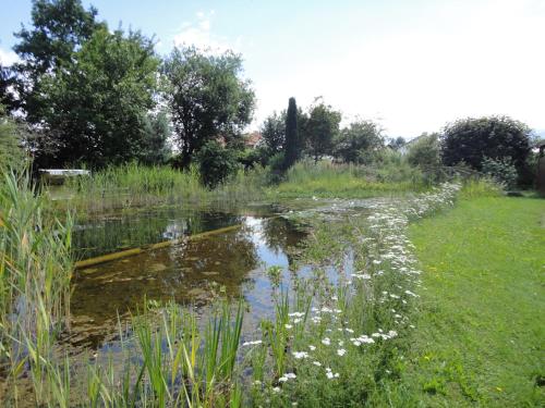 a small pond in a field with white flowers at Zeilinger Villa in Knittelfeld