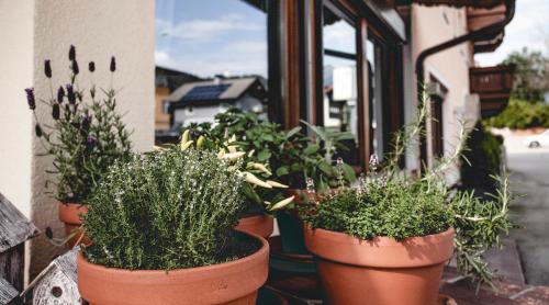 a group of potted plants sitting on a window sill at Gasthof Schmalzerhof in Weer