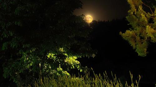 a full moon is seen behind a tree at night at Hospedium Hostal Almanzor in Navarredonda de Gredos