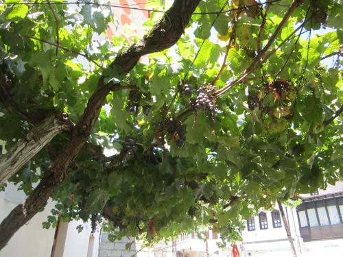 a branch of a tree with green leaves at Guest House Adi Doga in Berat