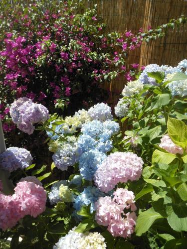 a bunch of purple and blue flowers in a garden at La Maison Galu' in Itri