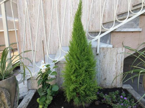 a small pine tree in a pot next to a building at B & B Raffaello in Terzigno