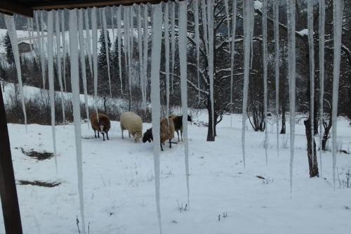 a group of sheep standing in the snow at La Casina nella Valle in Serina