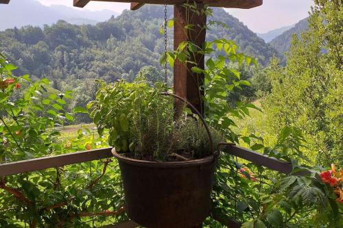 a plant in a hanging pot on a fence with a view at La Casina nella Valle in Serina