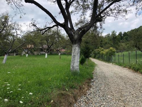 a tree on the side of a gravel road at Casa Livada cu Meri in Vişeu de Jos