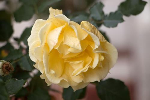 a yellow rose is growing on a plant at Highway Inn Motel in Hay