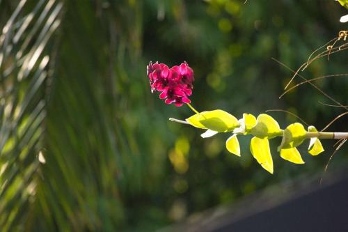 a pink flower is sitting on a branch at Baan Heaven / Patong Beach Pool Villa Sleeps up to 15 in Patong Beach