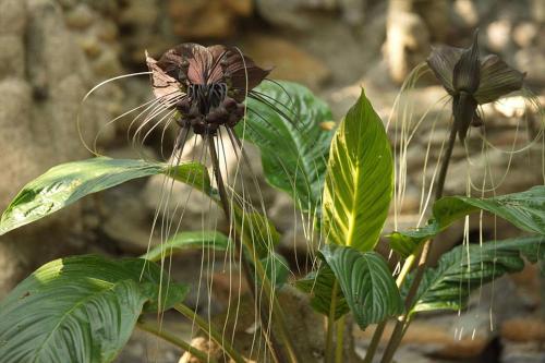 a close up of a plant with a flower at Baan Heaven / Patong Beach Pool Villa Sleeps up to 15 in Patong Beach