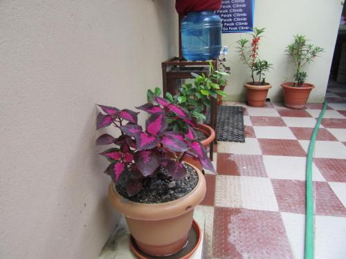a group of potted plants on a checkered floor at STUPA VIEW INN in Kathmandu