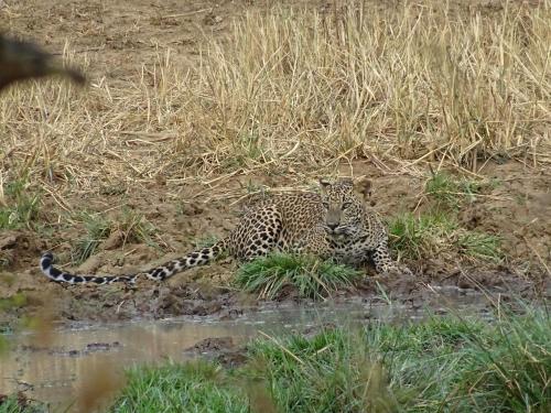 a jaguar laying in the mud near the water at Wadula Safari - Yala in Kataragama