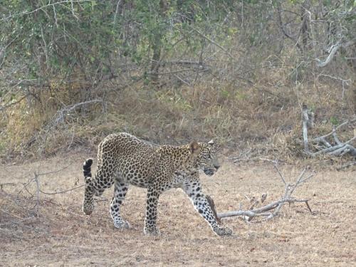 a cheetah walking across a field at Wadula Safari - Yala in Kataragama