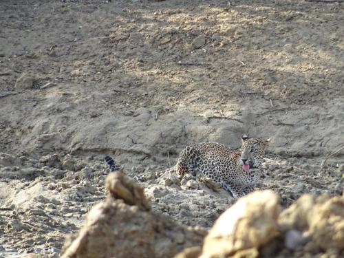 a cheetah laying on the ground on a hill at Wadula Safari - Yala in Kataragama