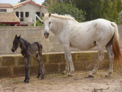 Gambar di galeri bagi Agriturismo Il Ranch di Portopalo