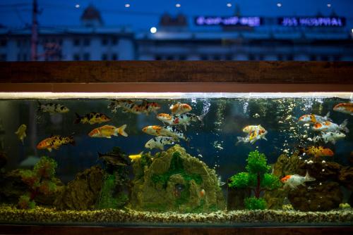 a large aquarium filled with lots of fish at Heritage Inn in Mysore