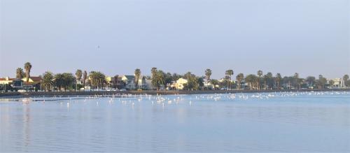 a large flock of birds on a large body of water at Tiende Laan Bed & Breakfast and Self-Catering in Walvis Bay
