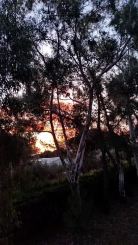 a tree in a field with the sunset in the background at Villa Morgante B&B in Pedara
