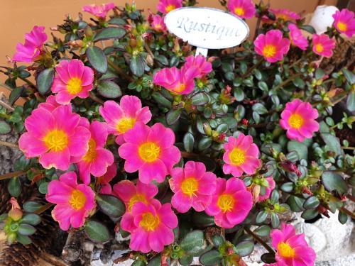 a bunch of pink flowers in a pot at Tinyhaus Wolkenlos Familie Hamdorf in Bad Sulza