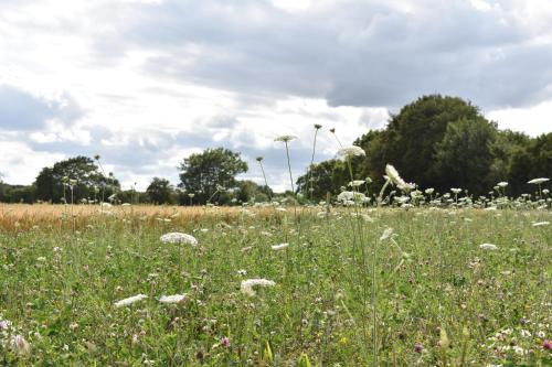a field filled with lots of grass and flowers at The Fieldbarns at Bullocks Farm in Bishops Stortford