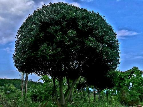 a tree in the middle of a field at Villa Etna Masi' in Milo